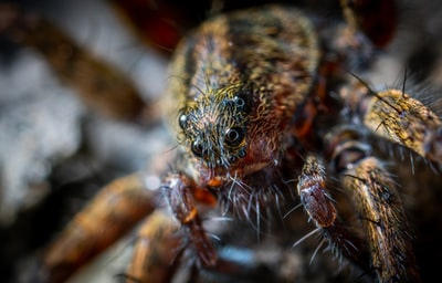 Brown black spider macro lens
